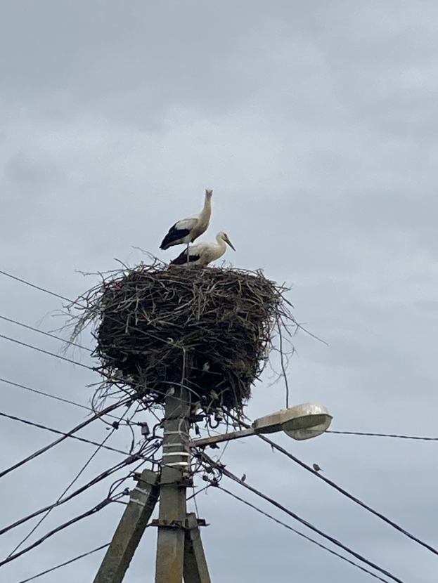 Zwei Weißstörche auf einem Nest auf einem Strommasten, mit einer Straßenlaterne, die die Szene beleuchtet und Drähte, die entlang des Mastes verlaufen.