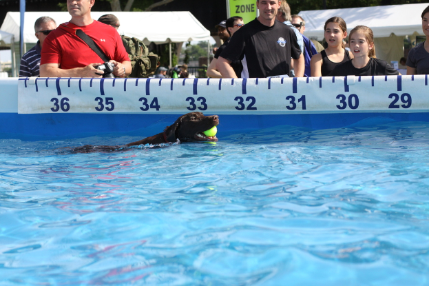Ein Hund mit einem Ball im Maul schwimmt in einem Pool, mit Menschen und Zelten im Hintergrund.