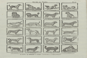 Ein offenes altes Buch mit Abbildungen und Beschreibungen verschiedener Hundewelpen auf seinen Seiten.