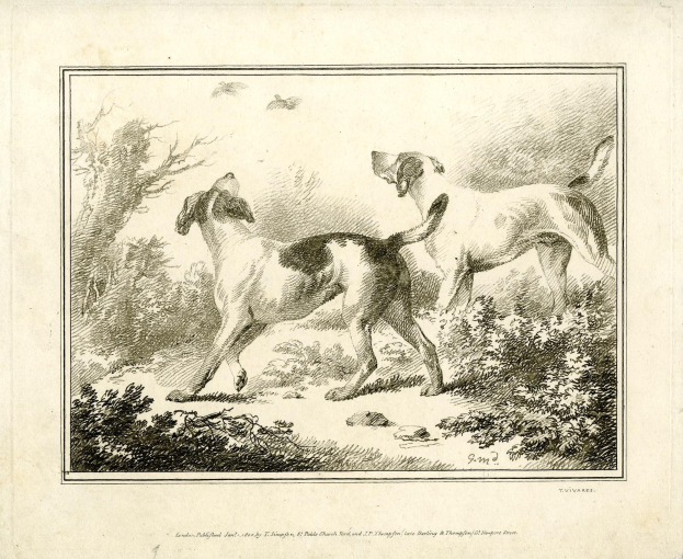 Zwei Hunde laufen durch einen bewaldeten Bereich mit Bäumen und Pflanzen, mit Text unten.