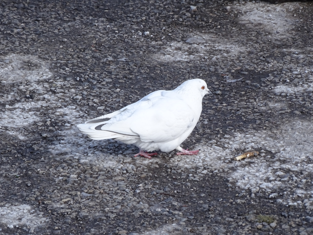 Eine weiße Brieftaube mit schwarzen Flügeln, Kopf, Füßen und schwarzen Augen, gelbem Schnabel und weißen Schwanzfedern steht auf dem Boden neben einem Felsen.