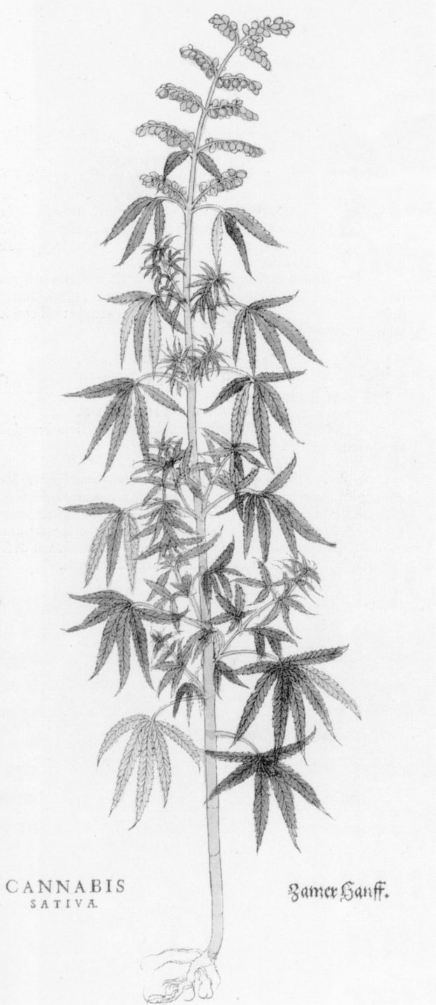 Eine Schwarz-Weiß-Zeichnung einer Cannabis-Pflanze mit den Worten "Cannabis Sativa" darunter.