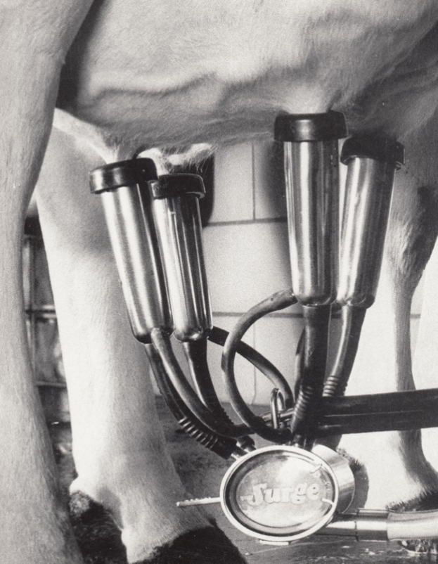 Ein Schwarz-Weiß-Foto einer Kuh mit einer Melkmaschine am Euter, verbunden mit den Beinen der Kuh, vor einer Wand.