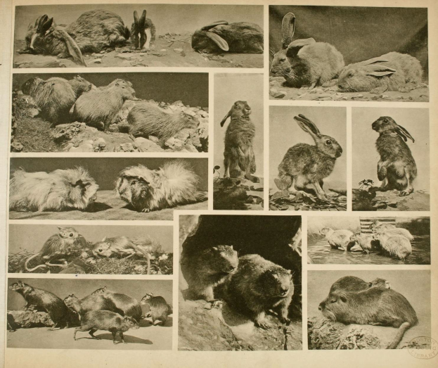 Collage von illustrierten Kaninchen, Mäusen und kleinen Tieren mit begleitendem Text auf einer Buchseite.