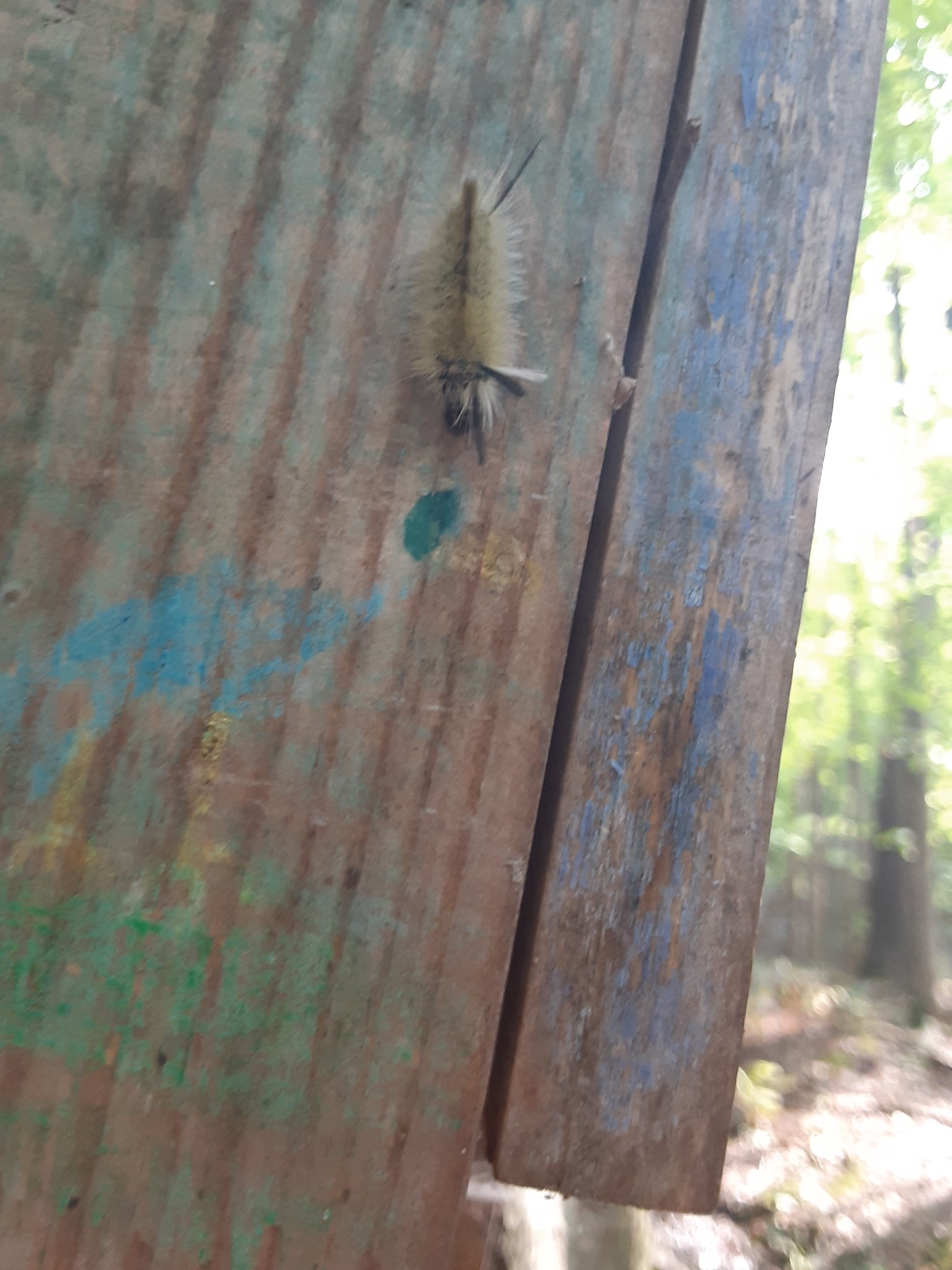 Nahaufnahme eines Eichenprozessionsspinners auf einem Holzzaun mit Bäumen im Hintergrund und welken Blättern unten.