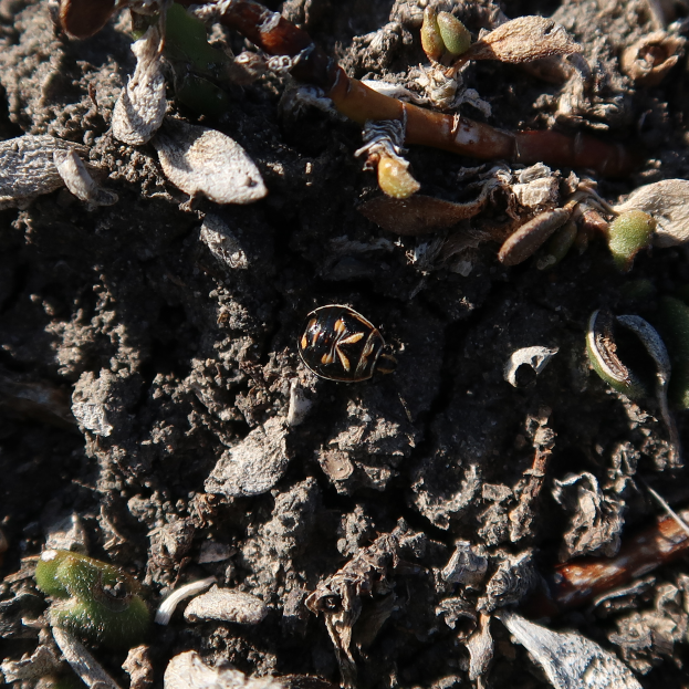 Ein Käfer krabbelt auf dem Boden neben einer Pflanze, umgeben von Schlamm und anderen Gegenständen.