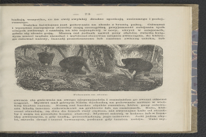 Offene Buchseite mit zwei Elefanten in einer Dschungelumgebung, umgeben von Bäumen und Pflanzen, mit begleitendem Text.