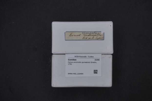 Weißer Kasten mit der Aufschrift "Conidae - Ncb Naturalis - Leiden" auf schwarzem Hintergrund.