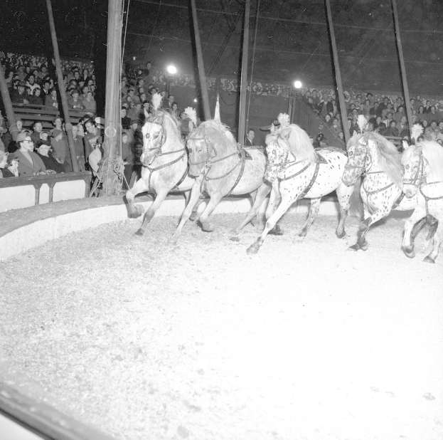 Schwarzes und weißes Foto von Pferden, die in einer Circus-Manege laufen, mit Zuschauern auf der linken Seite und beleuchteten Pfosten im Hintergrund.