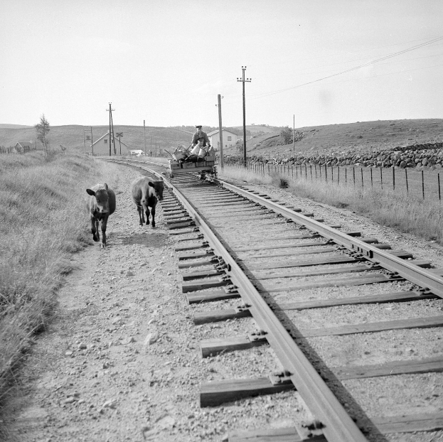 Schwarz-weiß-Foto von zwei Kühen, die auf den Schienen gehen, mit einer Person auf einem Fahrzeug im Vordergrund, Gras und einem Zaun auf beiden Seiten der Schienen und Häusern, Bäumen, Polen und dem Himmel im Hintergrund.