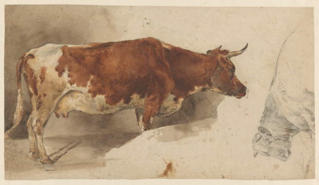 Eine braune und weiße Kuh steht aufrecht mit erhobenem Kopf und gespitzten Ohren neben einer anderen Kuh, die wegschaut, beide auf einem Papier mit Text, der zufrieden aussieht.